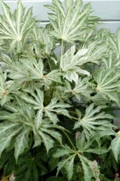 Spider's Web Fatsia - Japanese Aralia Paper Plant - 1 Gallon Pot