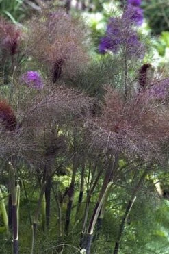 Bronze Fennel (Foeniculum Vulgare 'Purpureum') - 1 Gallon Pot -Garden Plants shop Fennel Bronze 1