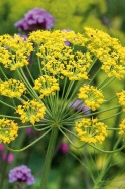 Bronze Fennel (Foeniculum Vulgare 'Purpureum') - 1 Gallon Pot -Garden Plants shop Fennel Bronze 6