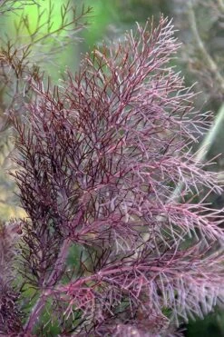 Bronze Fennel (Foeniculum Vulgare 'Purpureum') - 1 Gallon Pot -Garden Plants shop Fennel Bronze 7