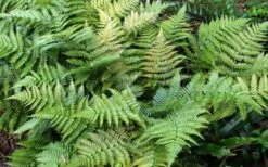 Autumn Fern (Dryopteris Erythrosora) - 3 Gallon -Garden Plants shop Fern Autumn Summer 1