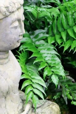 Japanese Holly Fern - Cyrtomium Falcatum 'Rochfordianum' - 2.5 Quart Pot -Garden Plants shop Fern Japanese Holly 9