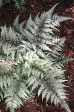 Japanese Painted Fern - 10 Count Flat Of Quart Pots 4 Japanese Painted Fern - 10 Count Flat Of Quart Pots -Garden Plants shop Fern Japanese Painted 15 1