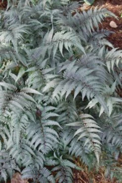 Japanese Painted Fern - 1 Gallon Pot 6 Japanese Painted Fern - 1 Gallon Pot -Garden Plants shop Fern Japanese Painted 500x750 3