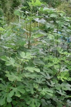 Black Mission Fig Tree - 3 Gallon Pot 3 Black Mission Fig Tree - 3 Gallon Pot -Garden Plants shop Fig Black Mission 5