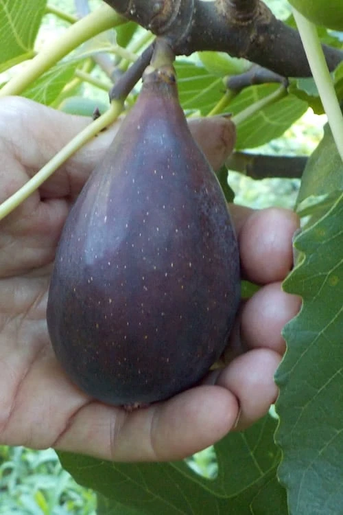 Black Mission Fig Tree - 3 Gallon Pot Black Mission Fig Tree - 3 Gallon Pot -Garden Plants shop Fig Black Mission 500x750 1