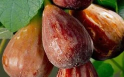 Brown Turkey Fig Tree - 6 Pack Of 1 Gallon Pots 4 Brown Turkey Fig Tree - 6 Pack Of 1 Gallon Pots -Garden Plants shop Fig Brown Turkey 20