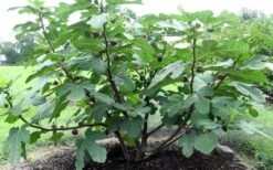 Chicago Cold Hardy Fig Tree - 1 Gallon Pot -Garden Plants shop Fig Chicago Cold Hardy 1