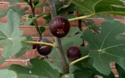Chicago Cold Hardy Fig Tree - 1 Gallon Pot -Garden Plants shop Fig Chicago Cold Hardy