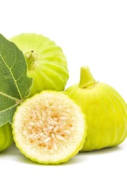 Italian Honey Fig Tree (Ficus Carica 'Lattarula') - 1 Gallon Pot 3 Italian Honey Fig Tree (Ficus Carica 'Lattarula') - 1 Gallon Pot -Garden Plants shop Fig Lemon Italian Honey 2