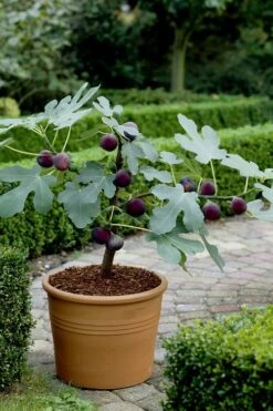 Texas Everbearing Fig Tree - 6 Pack Of 1 Gallon Pots -Garden Plants shop Fig Texas Everbearing 13
