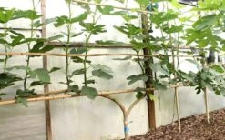 Texas Everbearing Fig Tree - 6 Pack Of 1 Gallon Pots -Garden Plants shop Fig Texas Everbearing 6