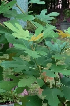 Texas Everbearing Fig Tree - 6 Pack Of 1 Gallon Pots -Garden Plants shop Fig Texas Everbearing 7