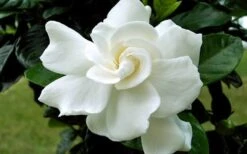 August Beauty Gardenia - 3 Gallon Pot -Garden Plants shop Gardenia August Beauty Flower Closeup 3