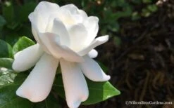 Crown Jewel Gardenia - 1 Gallon Pot -Garden Plants shop Gardenia Crown Jewel 4