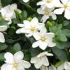 Hardy Fragrant Daisy Gardenia Bush - 6 Pack Of 1 Gallon Pots