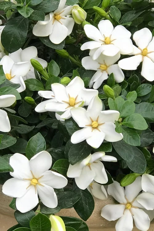 Hardy Fragrant Daisy Gardenia Bush - 3 Gallon Pot Hardy Fragrant Daisy Gardenia Bush - 3 Gallon Pot -Garden Plants shop Gardenia Daisy 20 2