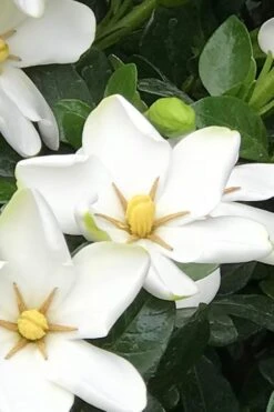 Hardy Fragrant Daisy Gardenia Bush - 3 Gallon Pot 3 Hardy Fragrant Daisy Gardenia Bush - 3 Gallon Pot -Garden Plants shop Gardenia Daisy 21 2