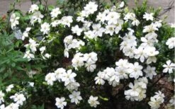 Hardy Fragrant Daisy Gardenia Bush - 3 Gallon Pot 4 Hardy Fragrant Daisy Gardenia Bush - 3 Gallon Pot -Garden Plants shop Gardenia Daisy Blooms 2 2