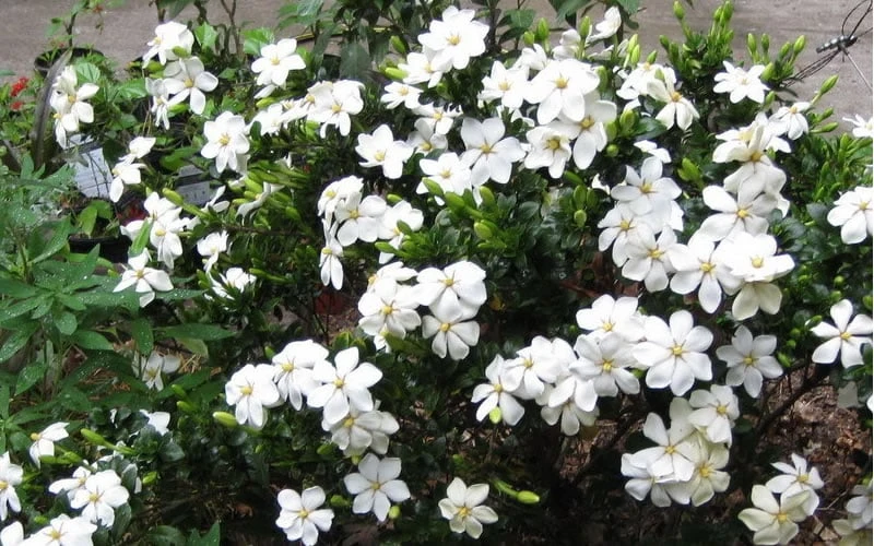 Hardy Fragrant Daisy Gardenia Bush - 3 Gallon Pot Hardy Fragrant Daisy Gardenia Bush - 3 Gallon Pot -Garden Plants shop Gardenia Daisy Blooms 2 2