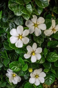 Diamond Spire Gardenia - 1 Gallon Pot 6 Diamond Spire Gardenia - 1 Gallon Pot -Garden Plants shop Gardenia Diamond Spire 2 2