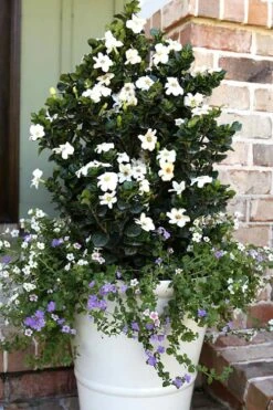 Diamond Spire Gardenia - 2 Gallon Pot 5 Diamond Spire Gardenia - 2 Gallon Pot -Garden Plants shop Gardenia Diamond Spire 4