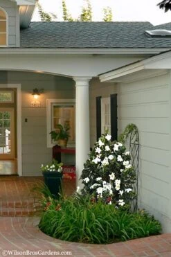 Diamond Spire Gardenia - 1 Gallon Pot 4 Diamond Spire Gardenia - 1 Gallon Pot -Garden Plants shop Gardenia Diamond Spire 5 2