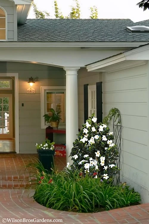 Diamond Spire Gardenia - 1 Gallon Pot Diamond Spire Gardenia - 1 Gallon Pot -Garden Plants shop Gardenia Diamond Spire 5 2