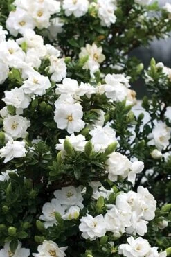 Double Mint Gardenia - 1 Gallon Pot -Garden Plants shop Gardenia Double Mint 2 2