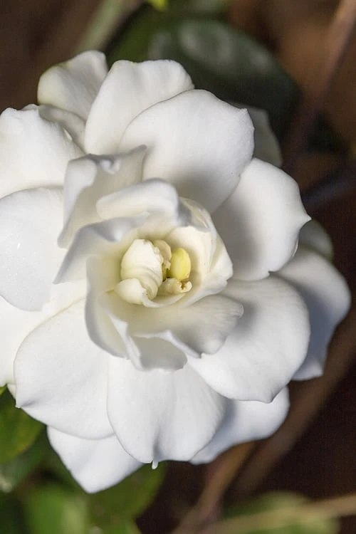 Double Mint Gardenia - 6 Pack of 1 Gallon Pots Double Mint Gardenia - 6 Pack Of 1 Gallon Pots -Garden Plants shop Gardenia Double Mint 5