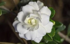 Double Mint Gardenia - 3 Gallon Pot -Garden Plants shop Gardenia Double Mint 6 1