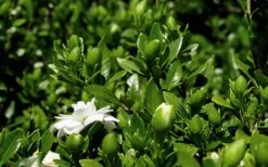 Double Mint Gardenia - 1 Gallon Pot -Garden Plants shop Gardenia Double Mint 7 2