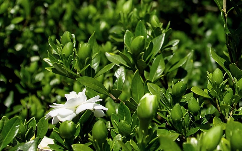 Double Mint Gardenia - 6 Pack of 1 Gallon Pots Double Mint Gardenia - 6 Pack Of 1 Gallon Pots -Garden Plants shop Gardenia Double Mint 7