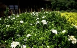 Double Mint Gardenia - 6 Pack Of 1 Gallon Pots 4 Double Mint Gardenia - 6 Pack Of 1 Gallon Pots -Garden Plants shop Gardenia Double Mint 8