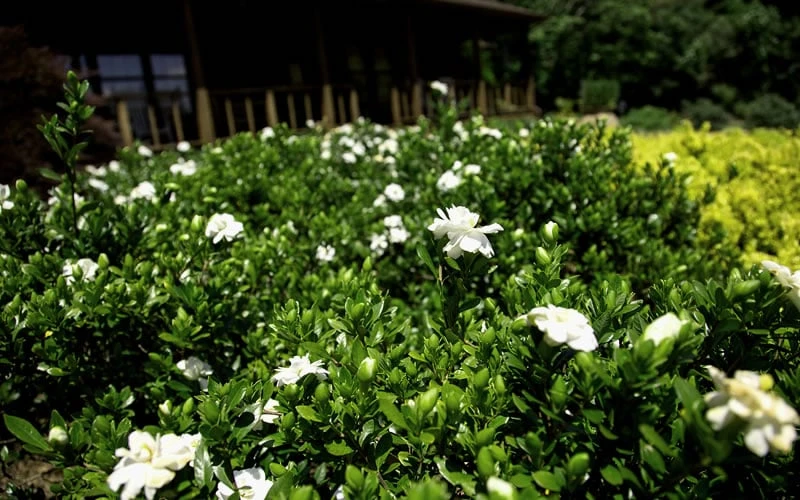 Double Mint Gardenia - 6 Pack of 1 Gallon Pots Double Mint Gardenia - 6 Pack Of 1 Gallon Pots -Garden Plants shop Gardenia Double Mint 8