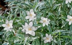 Variegated Creeping Dwarf Gardenia - 3 Gallon Pot -Garden Plants shop Gardenia Dwarf Radicans Variegated 3