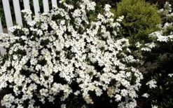 Heaven Scent Gardenia - 1 Gallon Pot -Garden Plants shop Gardenia Heaven Scent 17 1