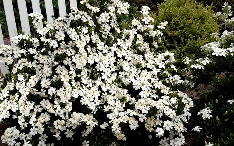 Heaven Scent Gardenia - 6 Pack of 1 Gallon Pots Heaven Scent Gardenia - 6 Pack Of 1 Gallon Pots -Garden Plants shop Gardenia Heaven Scent 17