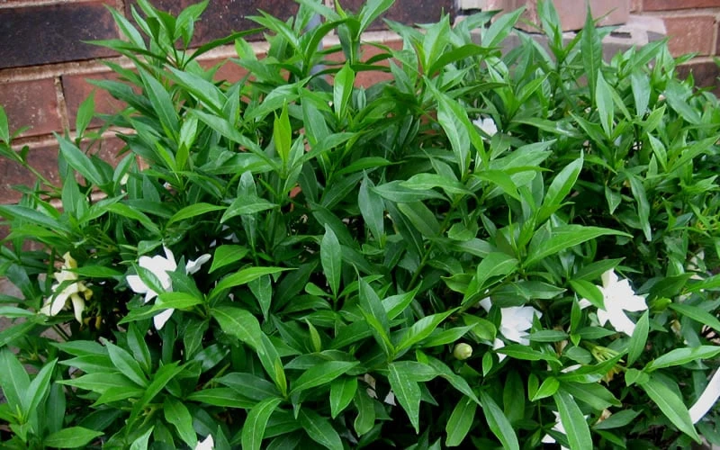 Radicans Creeping Dwarf Gardenia - 3 Gallon Pot Radicans Creeping Dwarf Gardenia - 3 Gallon Pot -Garden Plants shop Gardenia Radicans 53 2