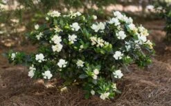 Sweet Tea Gardenia - 3 Gallon Pot -Garden Plants shop Gardenia Sweet Tea 5