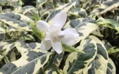 Variegated Gardenia - 1 Gallon Pot -Garden Plants shop Gardenia Variegated 1