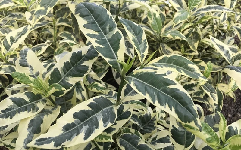 Variegated August Beauty Gardenia - 1 Gallon Pot Variegated August Beauty Gardenia - 1 Gallon Pot -Garden Plants shop Gardenia Variegated 2 2