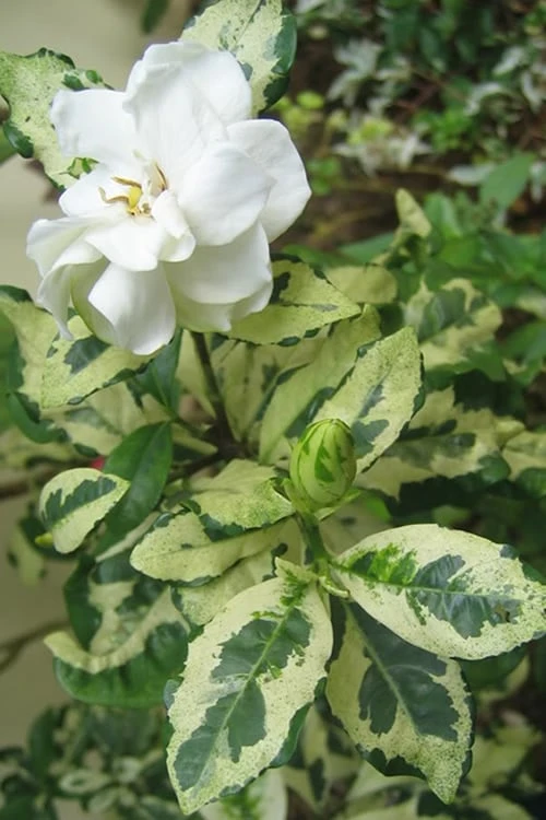 Variegated August Beauty Gardenia - 1 Gallon Pot Variegated August Beauty Gardenia - 1 Gallon Pot -Garden Plants shop Gardenia Variegated BS 2