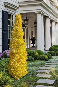 Sky Tower Ginkgo Maidenhair Tree (Male) - 2 Gallon Pot 3 Sky Tower Ginkgo Maidenhair Tree (Male) - 2 Gallon Pot -Garden Plants shop Ginkgo Sky Tower 1