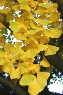 Grindstone Columnar Ginkgo Tree (Male) - 3 Gallon Pot -Garden Plants shop Ginkgo Sky Tower 2