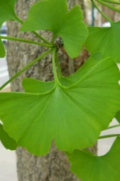 Sky Tower Ginkgo Maidenhair Tree (Male) - 2 Gallon Pot 4 Sky Tower Ginkgo Maidenhair Tree (Male) - 2 Gallon Pot -Garden Plants shop Ginkgo Tree 11 1