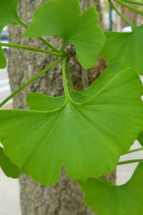 Sky Tower Ginkgo Maidenhair Tree (Male) - 2 Gallon Pot Sky Tower Ginkgo Maidenhair Tree (Male) - 2 Gallon Pot -Garden Plants shop Ginkgo Tree 11 1