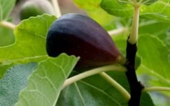 Black Mission Fig Tree - 6 Pack Of 1 Gallon Pots -Garden Plants shop Grape Black Mission 50 1
