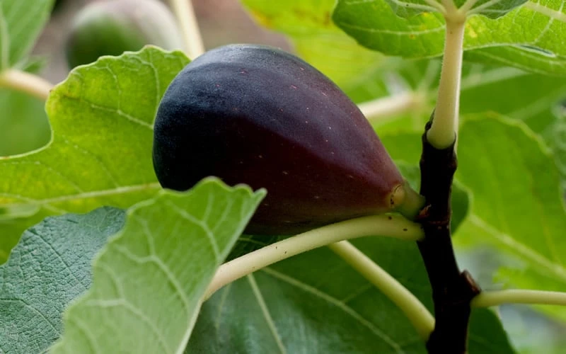 Black Mission Fig Tree - 3 Gallon Pot Black Mission Fig Tree - 3 Gallon Pot -Garden Plants shop Grape Black Mission 50