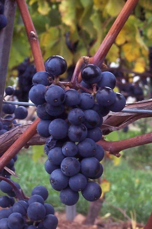 Sunbelt Grape Vine - 1 Gallon Pot Sunbelt Grape Vine - 1 Gallon Pot -Garden Plants shop Grape Sunbelt 1